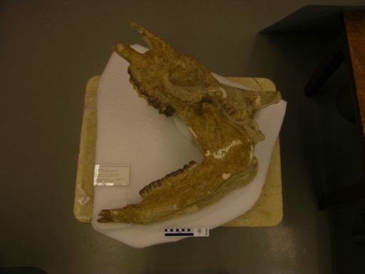 Amphicaenopus platycephalus
