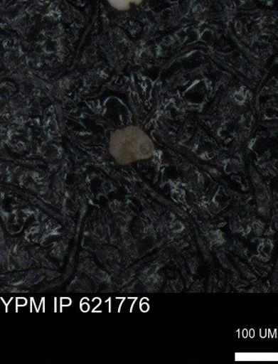 undet. Foraminiferida