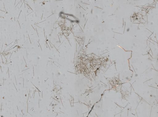 Tedania sp.