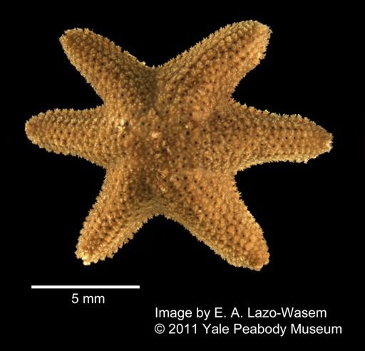 Aquilonastra burtoni