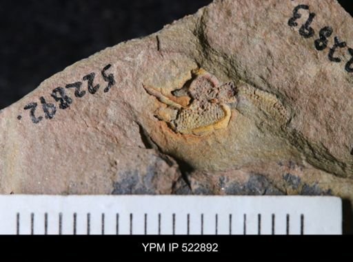 undet. Stylophora