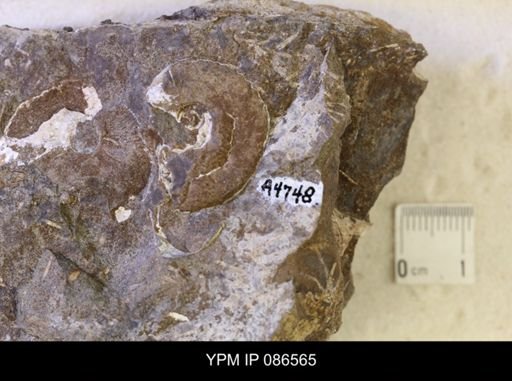 undet. Scaphitidae