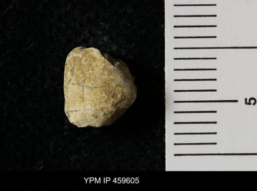 Rhipidomella carbonaria