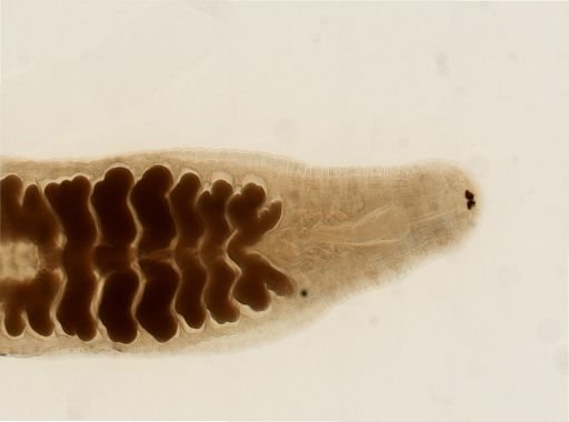 Glossiphonia?