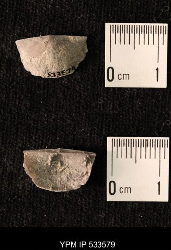 Sowerbyella sp.
