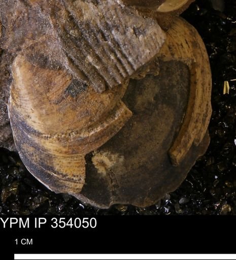 Limopsis striatopunctatus