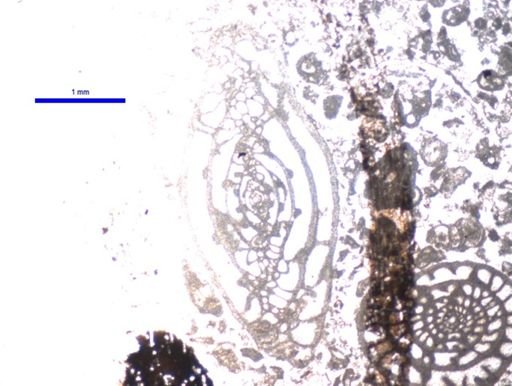 Triticites cameratoides