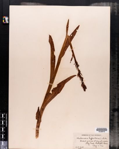 Habenaria