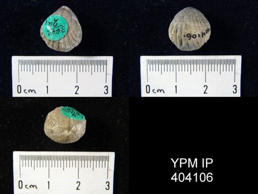 Uncinulus sp.