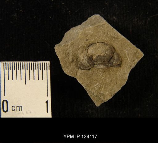 Phacops rana