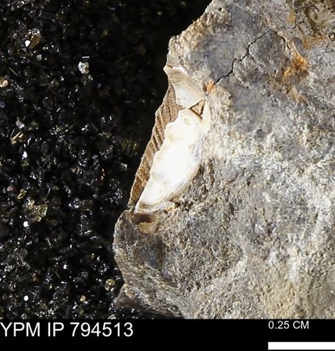 undet. Bivalvia