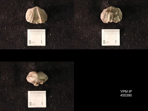 Platystrophia sp.