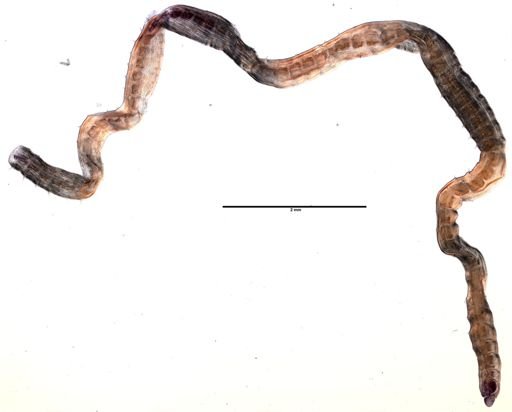 Tubificoides longipenis