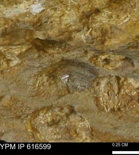 Teredo sp.