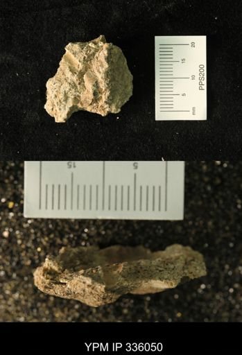 undet. Ammonoidea