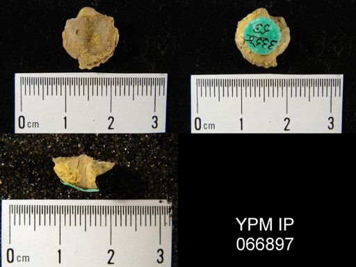 Productella hallana