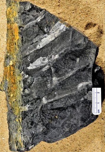 Stigmaria ficoides