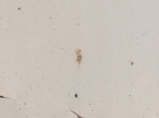 Epiphanes senta