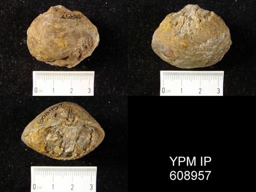 Meristella symmetrica