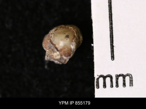 Protocardia subquadrata