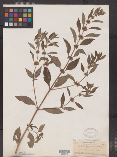 Mentha arvensis var. villosa