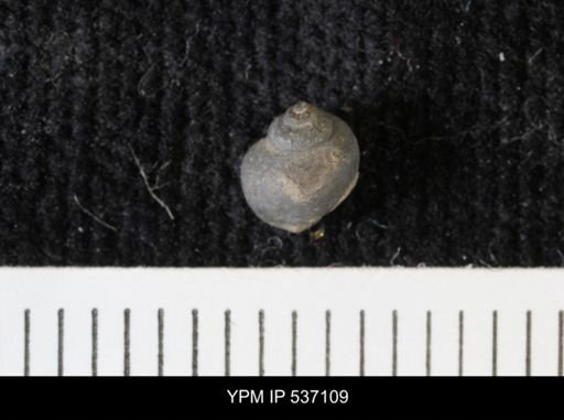 Viviparus montanaensis