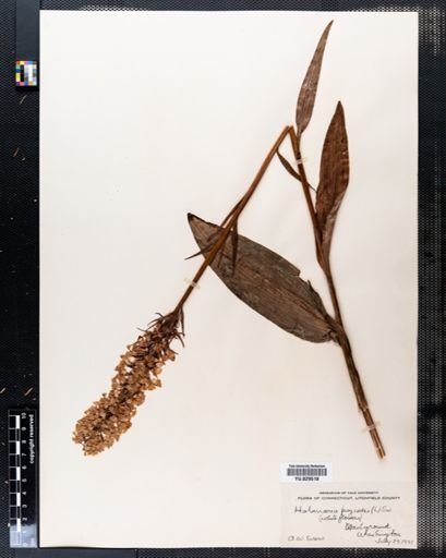 Habenaria psycodes