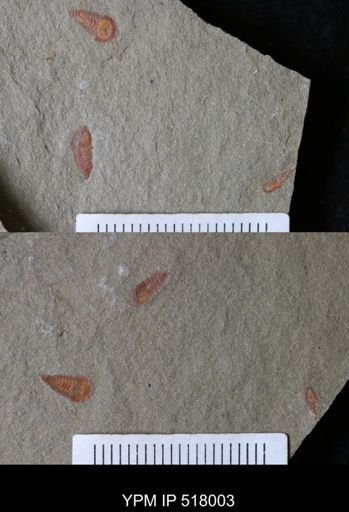 undet. Synziphosurina