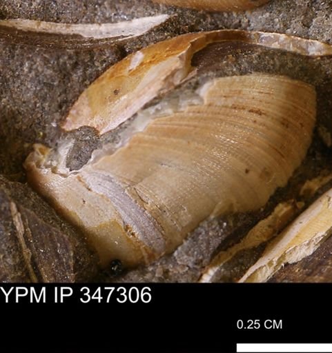 Limopsis striatopunctatus