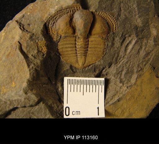 Trinucleus ornatus