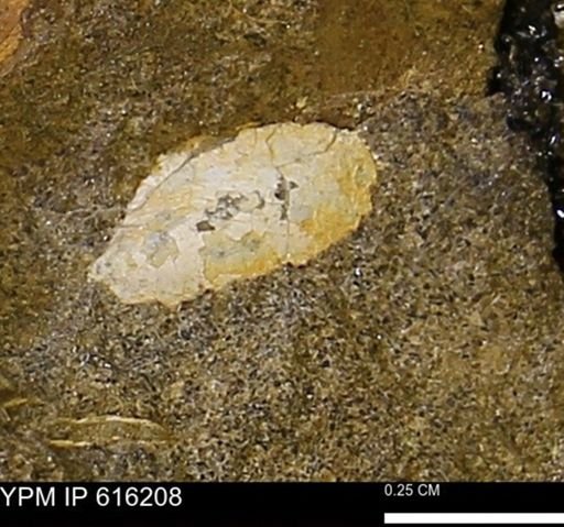 Protocardia subquadrata