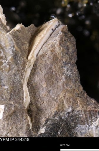 Limopsis striatopunctatus