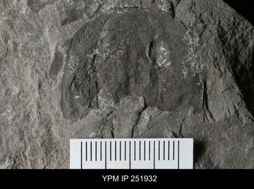 Eurypterus sp.