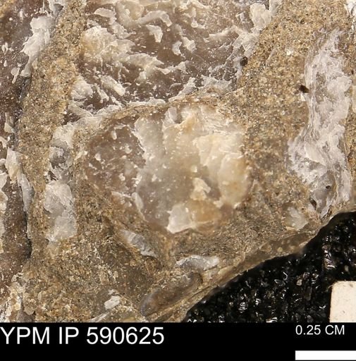 Ostrea translucida?