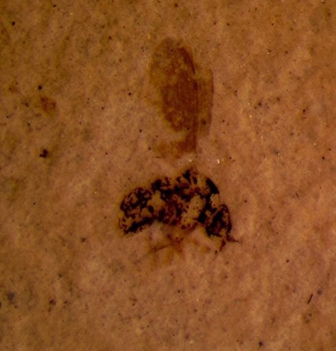 undet. Diptera