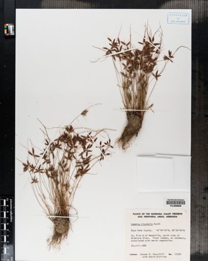 Cyperus rivularis