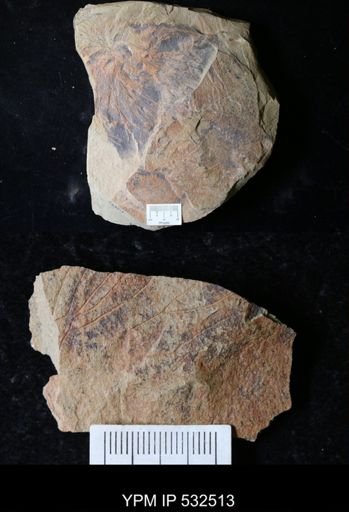 undet. Graptolithina