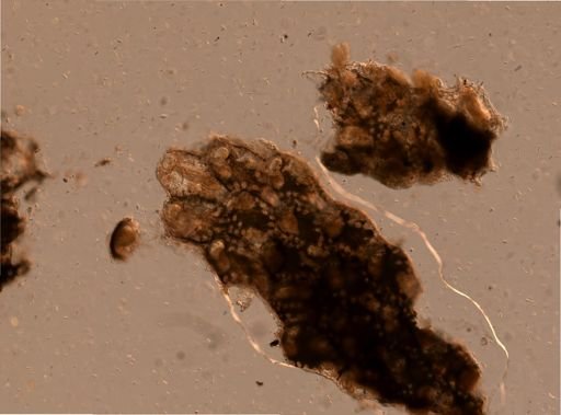 Rhynchozoon