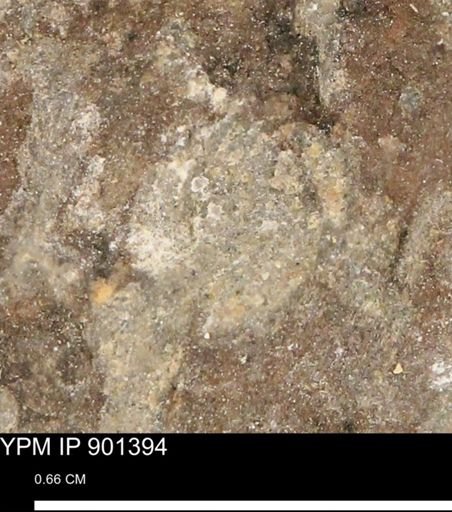 Teredo sp.