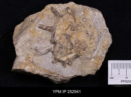 Platyceras dumosum