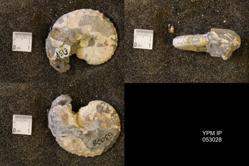 Discoscaphites gulosus