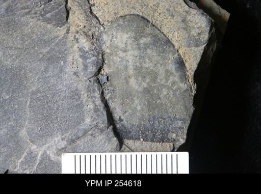 Hughmilleria sp.