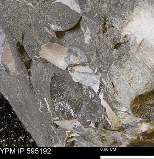 undet. Mollusca