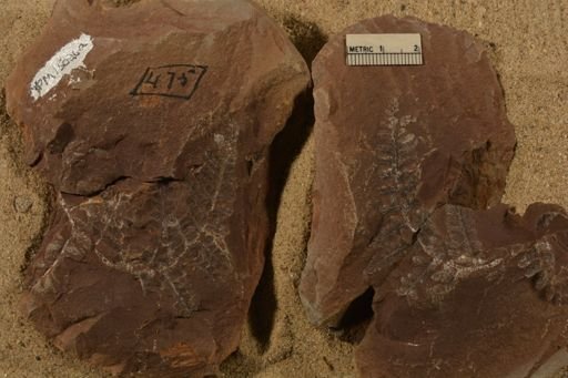 Pecopteris