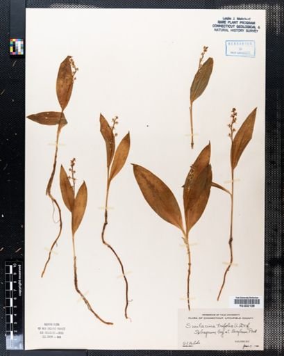 Maianthemum