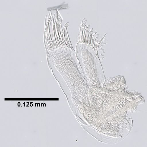 Pontogeneia