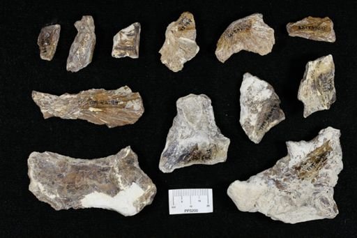 undet. Actinopterygii