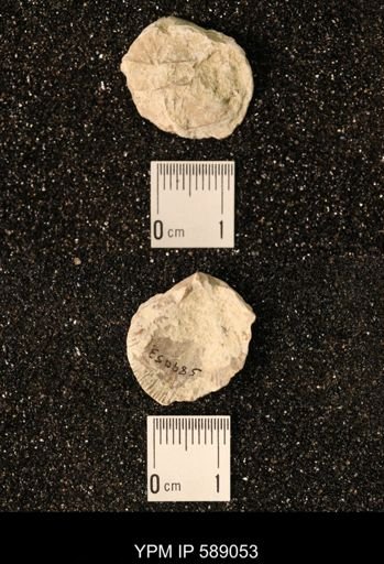 Dinorthis subquadrata