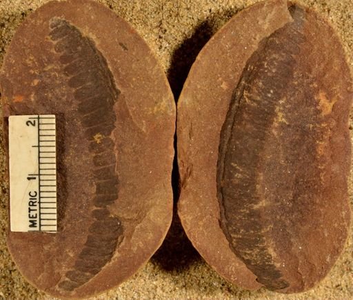 Pecopteris