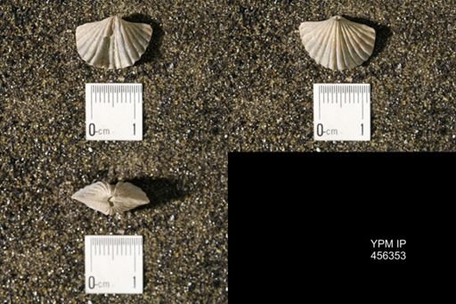 Platystrophia biforata